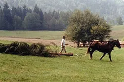 Débardage au cheval dans le pré