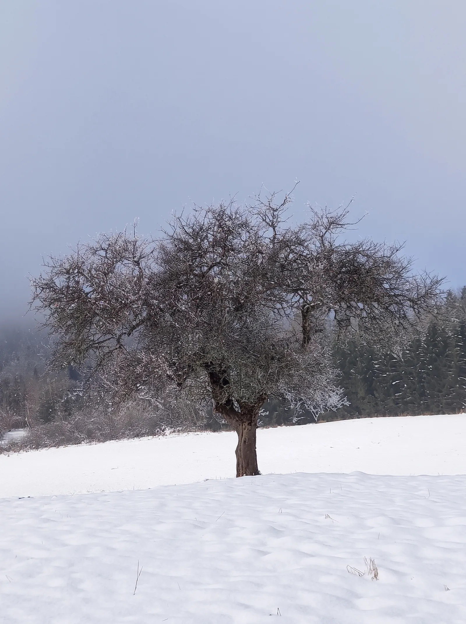 Un arbre seul dans un pré enneigé, sous la brume