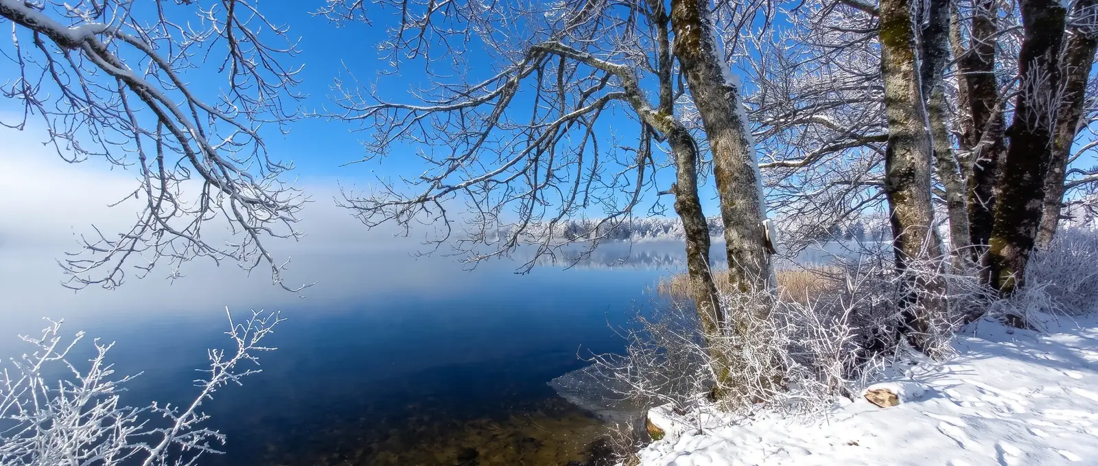 Un lac bleu bordé d'arbres givrés